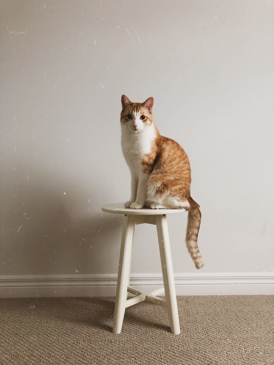a cat story